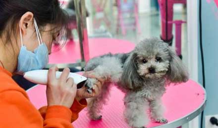 春节宠物寄养市场火爆：宠物店员工七天赚一个月工资
