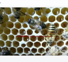 ABC蜂蜜网