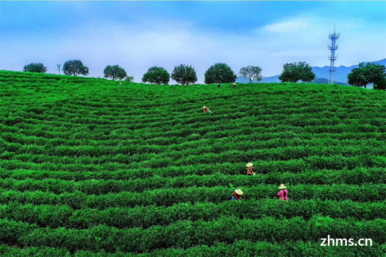 茶叶种植环境