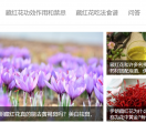 藏红花百科网