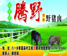 腾野野猪肉