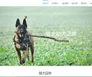 猎犬幼犬之家