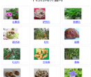 中药药用价值网