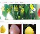柚子网