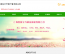 昆明玫瑰苗