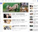 爱养犬