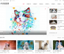 宠物猫