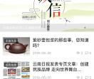 福鼎白茶