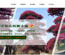 湖南大美园林苗木基地