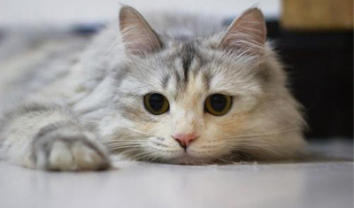 猫咪呕吐黄水,猫咪呕吐是怎么回事