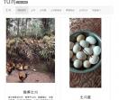 农村土鸡--联系必回