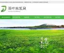 茶叶批发网