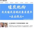 金毛囊植发
