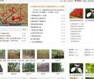 苗木价格,苗木行情