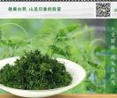 绞股蓝