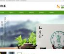 福鼎白茶