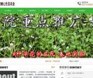 姬岩垂草
