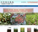 河南花椒苗批发