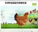 青年鸡供应厂家