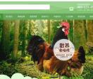 养鸡专业户