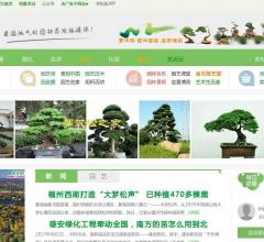 罗汉松